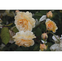 Närbild av gula rosenblommor och knoppar på en rosenbuske.