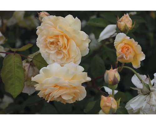 Närbild av gula rosenblommor och knoppar på en rosenbuske.