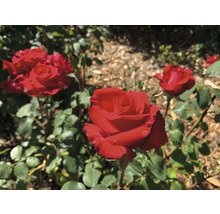 Röd rosbuske i trädgården