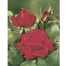 Närbild av röda rosenblommor med gröna blad