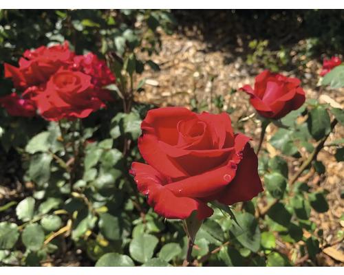 Röd rosbuske i trädgården