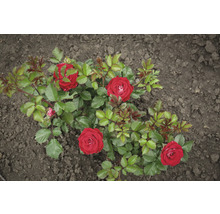 Röda rosor i en trädgårdsbädd