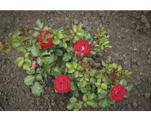 Röda rosor i en trädgårdsbädd