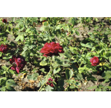 Blomsterbädd med blommande rosor