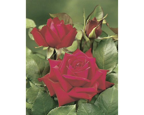 Ros OMNIA GARDEN Rosa Burgund '81 (Tehybrid-Gruppen) 5-pack Närbild av röda rosenblommor med gröna blad