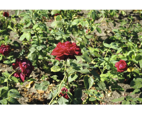 Blomsterbädd med blommande rosor