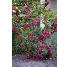 Buskros med röda blommor och gröna blad