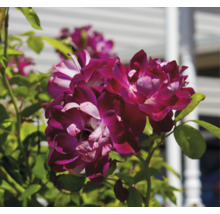 Närbild av blommande rosor på en rosbuske