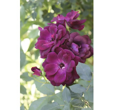 Närbild av mörkröda rosenblommor