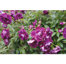 Närbild av lila rosblommor med gröna blad