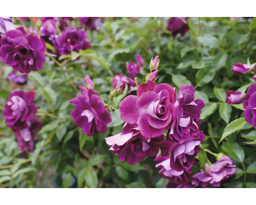 Närbild av lila rosblommor med gröna blad