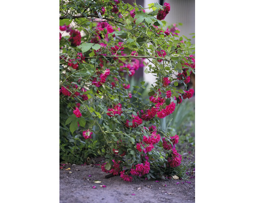 Buskros med röda blommor och gröna blad
