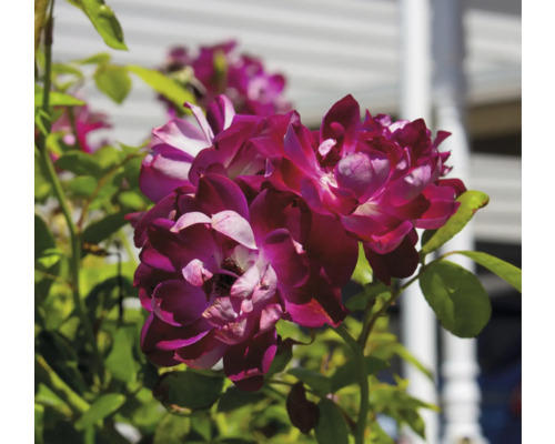 Närbild av blommande rosor på en rosbuske