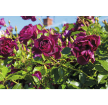 Närbild av mörkröda rosenblommor och gröna blad.