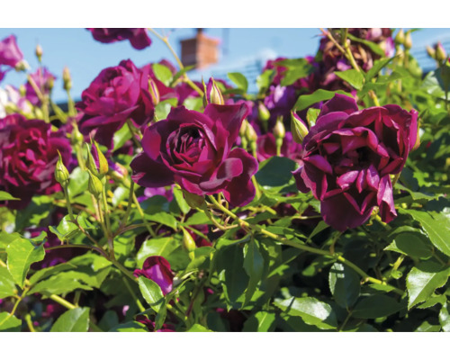 Närbild av mörkröda rosenblommor och gröna blad.