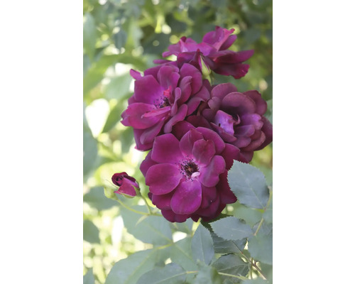 Närbild av mörkröda rosenblommor