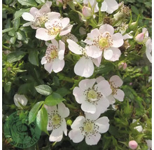 Närbild av en nyponros med vita blommor och gröna blad.