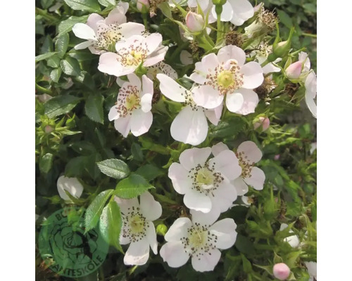 Närbild av en nyponros med vita blommor och gröna blad.
