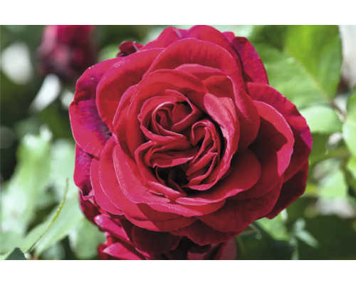Närbild av en röd rosblomma