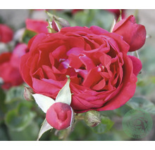 Närbild av en röd tehybridros med blomknoppar.