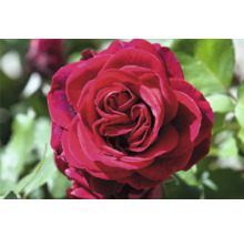 Närbild av en röd rosblomma