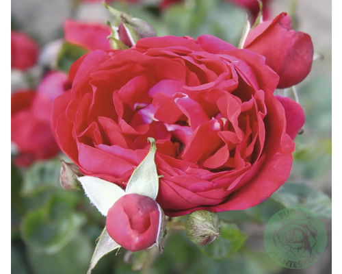 Närbild av en röd tehybridros med blomknoppar.