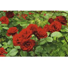 Röda rosenblommor med gröna blad i trädgården