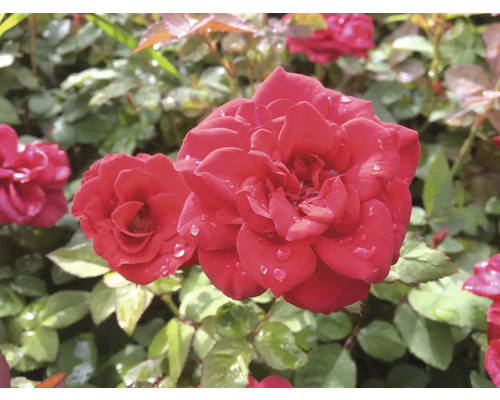 Närbild av röda rosenblommor med vattendroppar