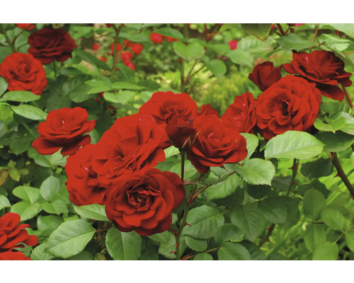 Röda rosenblommor med gröna blad i trädgården