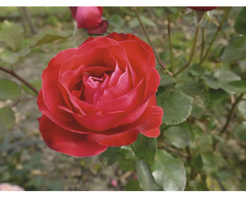 Närbild av en enda röd ros i trädgården