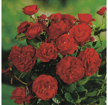 Buske med röda rosenblommor och gröna blad.