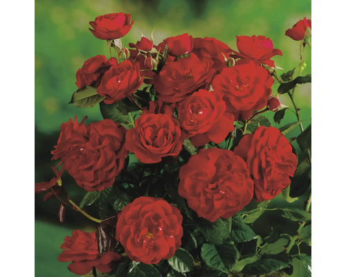 Buske med röda rosenblommor och gröna blad.