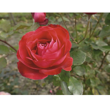 Närbild av en enda röd ros i trädgården