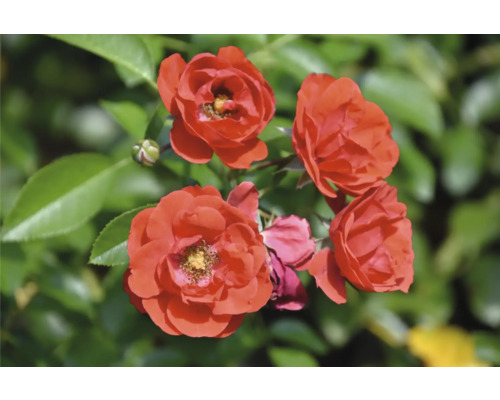 Närbild av röda rosor med gröna blad