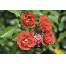 Närbild av röda rosor med gröna blad