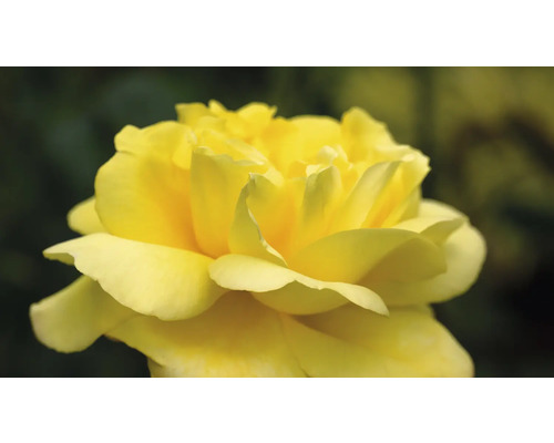 Gul rosblomma i detalj