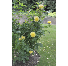 Gul ros i trädgården