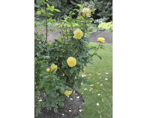 Gul ros i trädgården