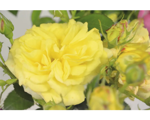 Närbild av en gul ros