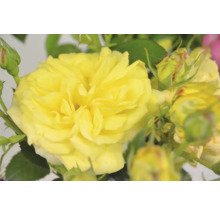 Närbild av en gul ros