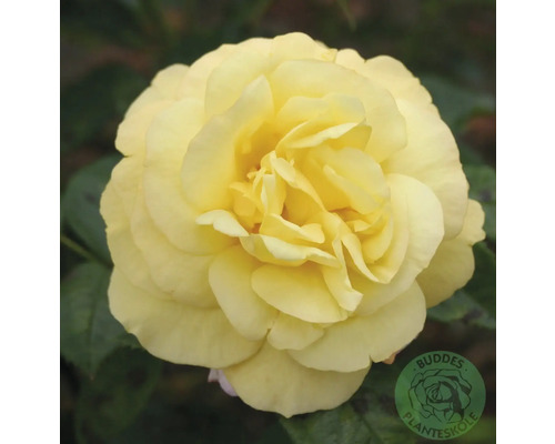 Ros OMNIA GARDEN Rosa 'Chinatown' (Floribunda-Gruppen) 5-pack Gul ros i närbild