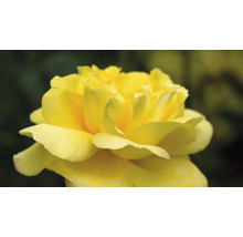 Gul rosblomma i detalj