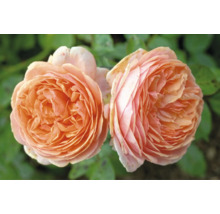 Närbild av två persikofärgade rosenblommor