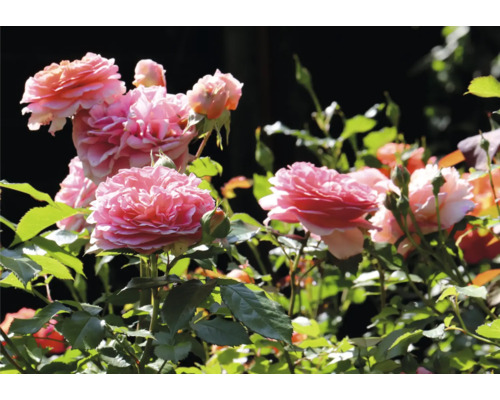 Närbild av rosa rosenblommor i trädgården