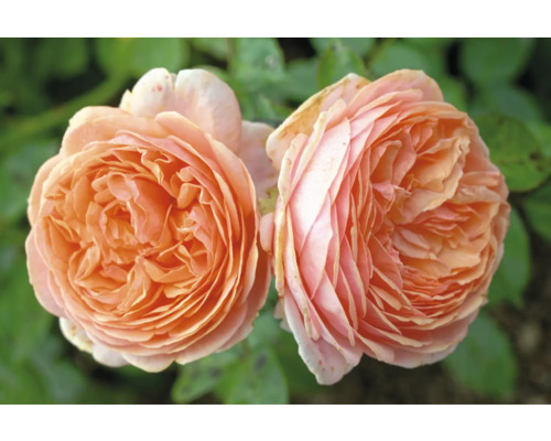 Närbild av två persikofärgade rosenblommor