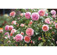Buske med rosa rosenblommor och gröna blad