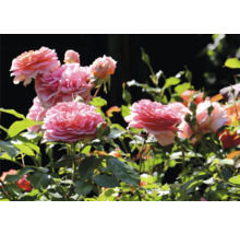 Närbild av rosa rosenblommor i trädgården