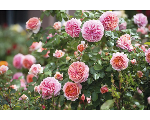 Buske med rosa rosenblommor och gröna blad