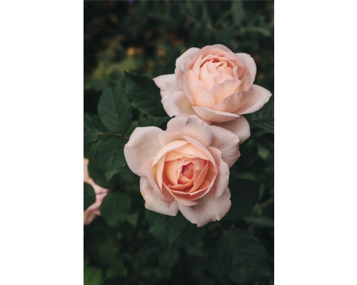 Två rosenblommor i trädgården