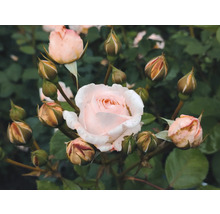 Närbild av ljusrosa rosenblommor och knoppar